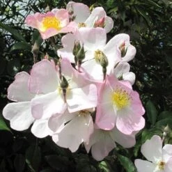 Rosa Francis E. Lester - Rambling Rose -Eco Nest Store Rosa Francis E Lester 5