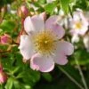 Rosa Grouse - Groundcover Rose -Eco Nest Store Rosa Grouse 01