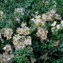 Rosa Grouse - Groundcover Rose -Eco Nest Store Rosa Grouse 03