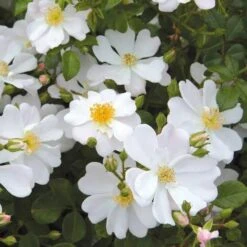 Rosa Grouse - Groundcover Rose -Eco Nest Store Rosa Grouse 04