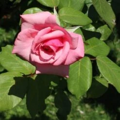 Rosa Queen Elizabeth -Eco Nest Store Rosa Queen Elizabeth 04