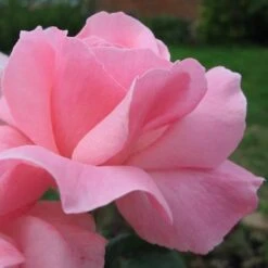 Rosa Queen Elizabeth -Eco Nest Store Rosa Queen Elizabeth 06