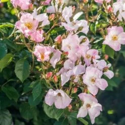 Rosa Rosy Cushion - Modern Shrub Rose -Eco Nest Store Rosa Rosy Cushion 04