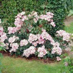 Rosa Rosy Cushion - Modern Shrub Rose -Eco Nest Store Rosa Rosy Cushion 05