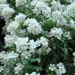 Rosa Sir Cedric Morris - Rambling Rose -Eco Nest Store Rosa Sir Cedric Morris 01