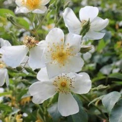 Rosa Sir Cedric Morris - Rambling Rose -Eco Nest Store Rosa Sir Cedric Morris 02