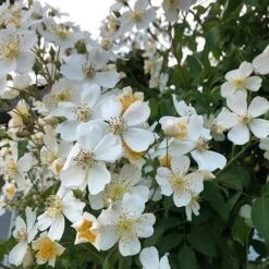 Rosa Sir Cedric Morris - Rambling Rose -Eco Nest Store Rosa Sir Cedric Morris 03