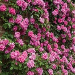 Rosa Zéphirine Drouhin - Climbing Rose -Eco Nest Store Rosa Zepherine Drouhin 04