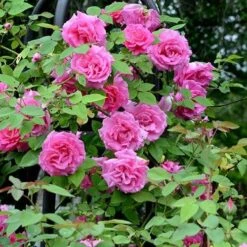 Rosa Zéphirine Drouhin - Climbing Rose -Eco Nest Store Rosa Zepherine Drouhin 05