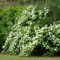 Rosa Banksiae Alba Plena - Rambling Rose -Eco Nest Store RosaBanksiaeAlbaPlena2