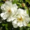 Rosa Banksiae Alba Plena - Rambling Rose -Eco Nest Store RosaBanksiaeAlbaPlena3