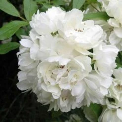 Rosa Banksiae Alba Plena - Rambling Rose -Eco Nest Store RosaBanksiaeAlbaPlena4