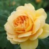 Rosa Golden Celebration - David Austin 1 Rosa Golden Celebration - David Austin -Eco Nest Store RosaGoldenCelebration