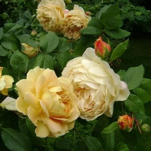 Rosa Golden Celebration - David Austin 4 Rosa Golden Celebration - David Austin - Image 2