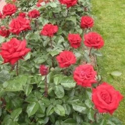 Rosa Ingrid Bergman - Hybrid Tea Shrub Rose -Eco Nest Store RosaIngridbergmanNo4