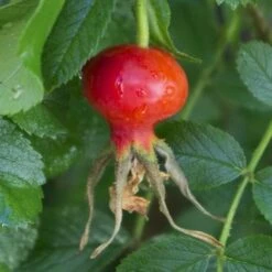 Rosa Jens Munk - Rugosa Rose -Eco Nest Store RosaJensMonkNo1