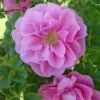 Rosa Jens Munk - Rugosa Rose -Eco Nest Store RosaJensMunkNo5