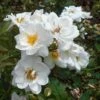 Rosa Kent (Pyrenees) - Groundcover Rose -Eco Nest Store RosaKentNo4