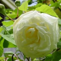 Rosa Paul's Lemon Pillar - Climbing Rose -Eco Nest Store RosaPaulsLemonPillar1