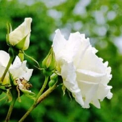 Rosa Paul's Lemon Pillar - Climbing Rose -Eco Nest Store RosaPaulsLemonPillar2