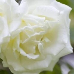 Rosa Paul's Lemon Pillar - Climbing Rose -Eco Nest Store RosaPaulsLemonPillar5