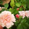 Rosa Perle D'Or - Old Shrub Rose 2 Rosa Perle D'Or - Old Shrub Rose -Eco Nest Store RosaPerleD Or