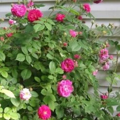 Rosa De Rescht - Old Shrub Rose -Eco Nest Store RosaRosadeReschtNo2