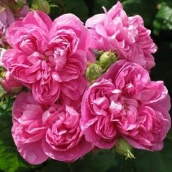 Rosa De Rescht - Old Shrub Rose -Eco Nest Store RosaRosadeReschtNo3