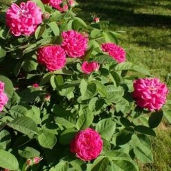 Rosa De Rescht - Old Shrub Rose -Eco Nest Store RosaRosadeReschtNo5