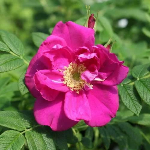 Rosa Exception (Rotes Meer) - Rugosa Rose 4 Rosa Exception (Rotes Meer) - Rugosa Rose - Image 2