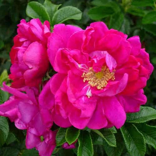 Rosa Exception (Rotes Meer) - Rugosa Rose 3 Rosa Exception (Rotes Meer) - Rugosa Rose