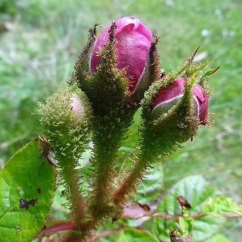 Rosa William Lobb - Old Moss Shrub Rose 4 Rosa William Lobb - Old Moss Shrub Rose - Image 2