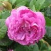 Rosa William Lobb - Old Moss Shrub Rose -Eco Nest Store RosaWilliamLobbNo4