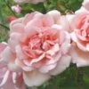 Rosa Albertine - Rambling Rose 2 Rosa Albertine - Rambling Rose -Eco Nest Store Rosa Albertine 1