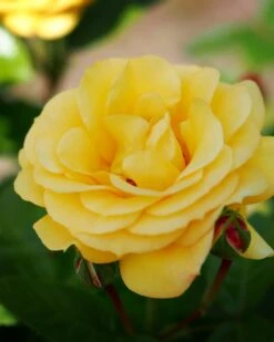 Rosa Arthur Bell - Floribunda Shrub Rose -Eco Nest Store Rosa Arthur Bell 1