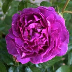 Rosa Belle De Crecy - Old Gallica Shrub Rose -Eco Nest Store Rosa Belle de Crecy 3