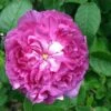 Rosa Belle De Crecy - Old Gallica Shrub Rose -Eco Nest Store Rosa Belle de Crecy X