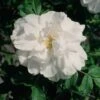 Rosa Blanc Double De Coubert - Rugosa Rose -Eco Nest Store Rosa Blanc Double de Coubert 1