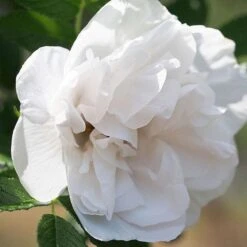 Rosa Blanc Double De Coubert - Rugosa Rose -Eco Nest Store Rosa Blanc Double de Coubert 2