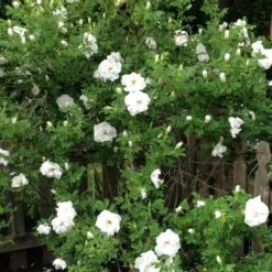 Rosa Blanc Double De Coubert - Rugosa Rose -Eco Nest Store Rosa Blanc Double de Coubert 4
