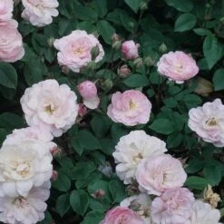 Rosa Blush Noisette - Climbing Rose 11 Rosa Blush Noisette - Climbing Rose -Eco Nest Store Rosa Blush Noisette 1