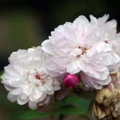 Rosa Blush Noisette - Climbing Rose 12 Rosa Blush Noisette - Climbing Rose -Eco Nest Store Rosa Blush Noisette 2