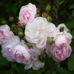 Rosa Blush Noisette - Climbing Rose 13 Rosa Blush Noisette - Climbing Rose -Eco Nest Store Rosa Blush Noisette 3