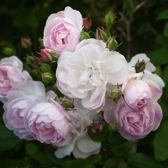 Rosa Blush Noisette - Climbing Rose 7 Rosa Blush Noisette - Climbing Rose - Image 5