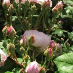 Rosa Blush Noisette - Climbing Rose 14 Rosa Blush Noisette - Climbing Rose -Eco Nest Store Rosa Blush Noisette 4