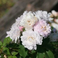 Rosa Blush Noisette - Climbing Rose 15 Rosa Blush Noisette - Climbing Rose -Eco Nest Store Rosa Blush Noisette 5