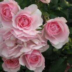 Rosa Bonica - Modern Shrub Rose -Eco Nest Store Rosa Bonica 3