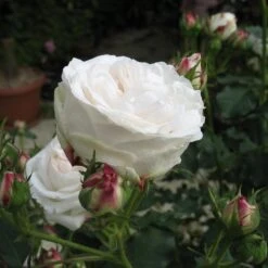 Rosa Boule De Neige - Old Bourbon Shrub Rose -Eco Nest Store Rosa Boule de Neige 2