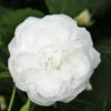 Rosa Boule De Neige - Old Bourbon Shrub Rose -Eco Nest Store Rosa Boule de Neige X