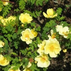 Rosa Canary Bird - Old Shrub Rose 7 Rosa Canary Bird - Old Shrub Rose -Eco Nest Store Rosa Canary Bird 1